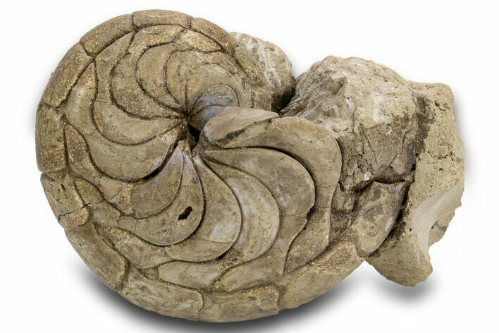 Fossil Nautilus (Aturia) - Boujdour, Morocco #306926